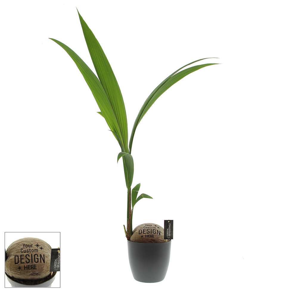 Green Brandingz® - Kokospalm