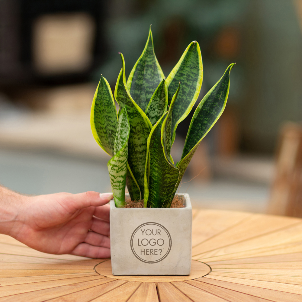 Congreet® plantpots large, Zonder verpakking