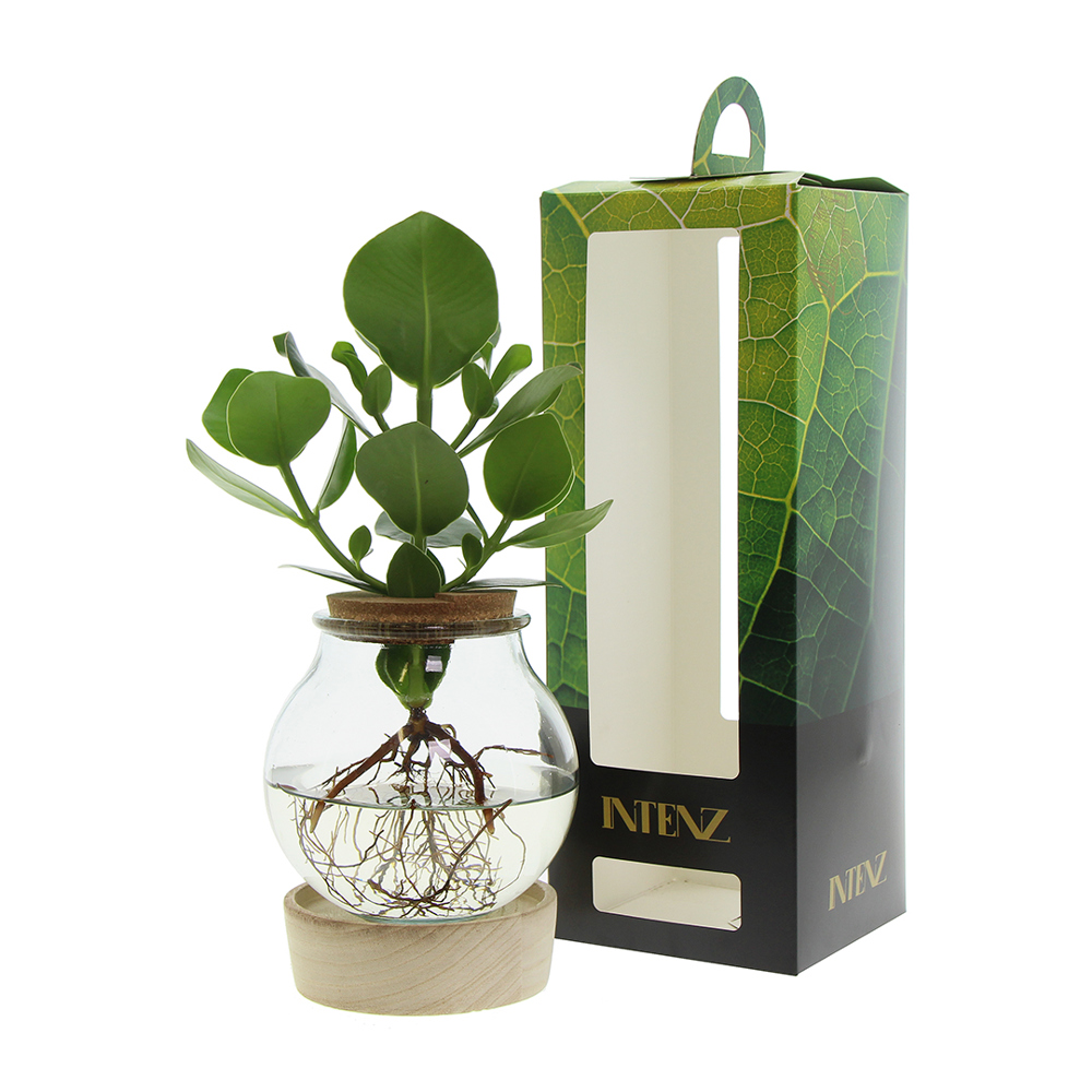 Hydroponic plants - Glass with LED light in giftbox